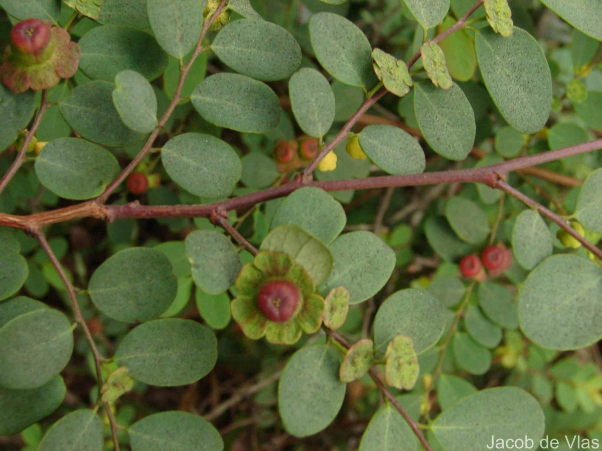 Phyllanthus retusus Dennst.
